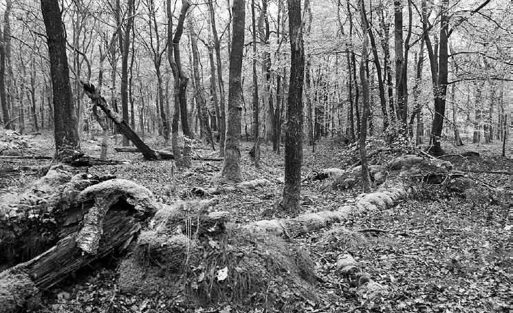 Bosreservaat Galgenberg in Amerongen